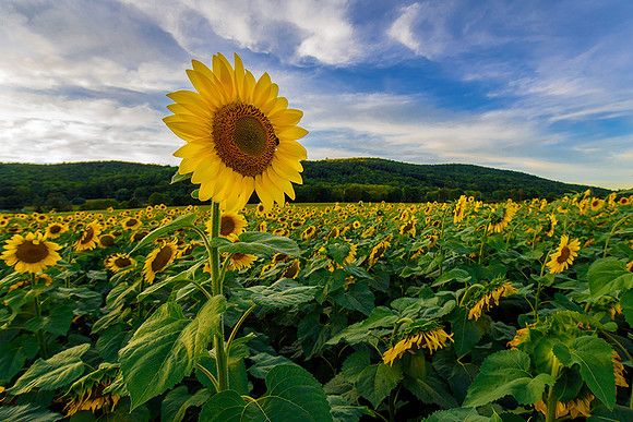 Sunflower