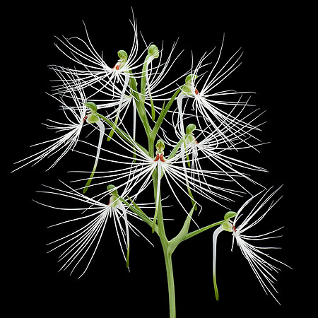 Habenaria medusa