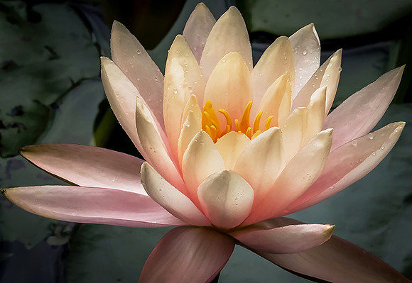 Cream Waterlily