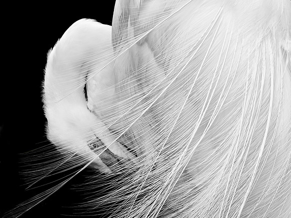 Bridal Veil - Jacqueline Burke