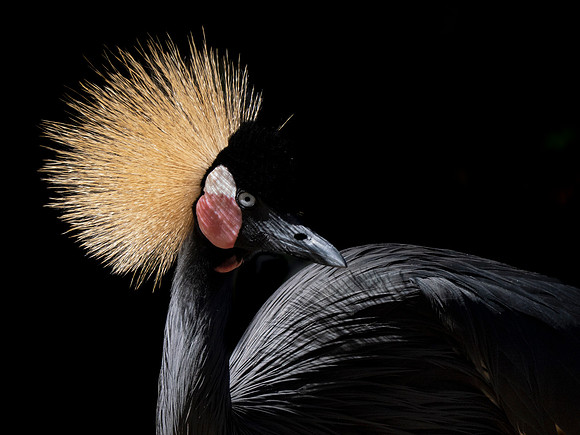Gray Crowned Crane - Jacqueline Burke - HONORABLE MENTION