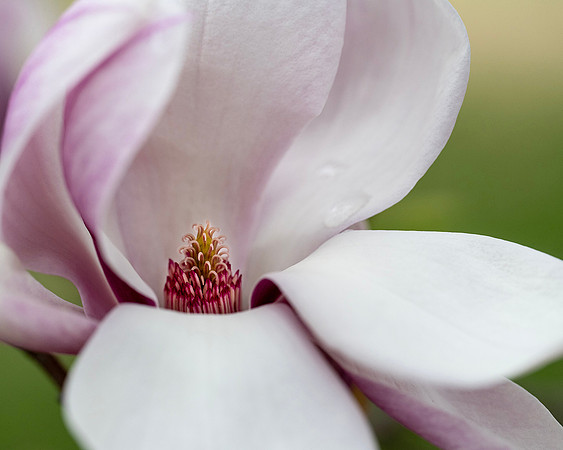 Saucer Magnolia - Cindy Coppa