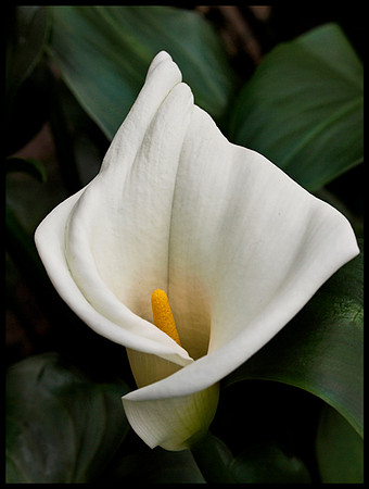 Curled Calla 2