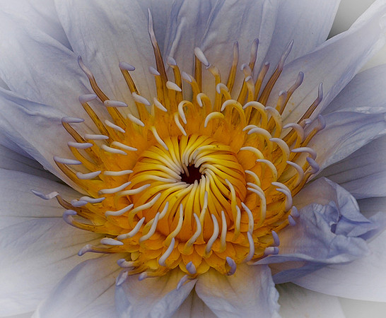 Light Blue Lily Center