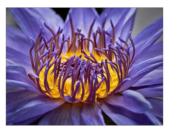Purple Lily Yellow Center