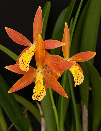 Brassolaelia Richard Mueller x Encyclia spatella