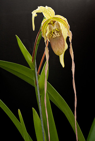 Phragmipedium grande