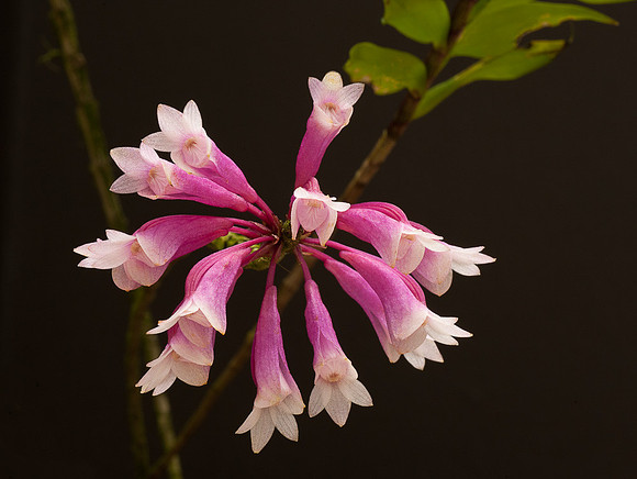 Dendrobium lawesii 'Raspberry Sundae'