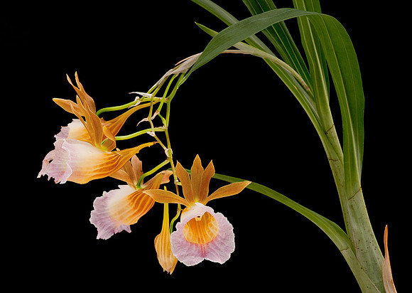 Anguloa Species Closeup