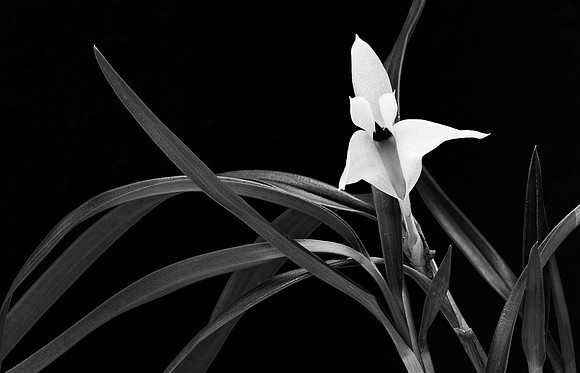 Dendrobium Pentapterum 'Ron' Black & White