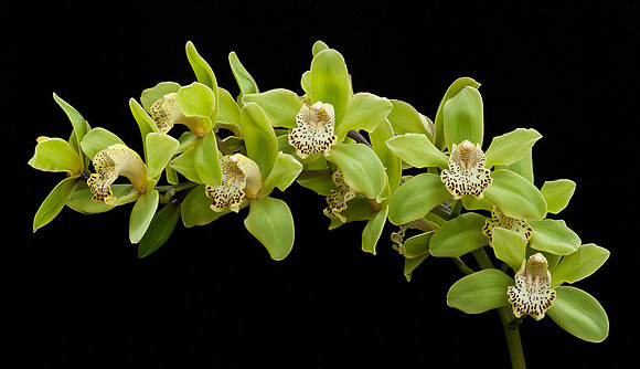Cymbidium 10194 Happy Days 'Green Gragon' BM/CSA