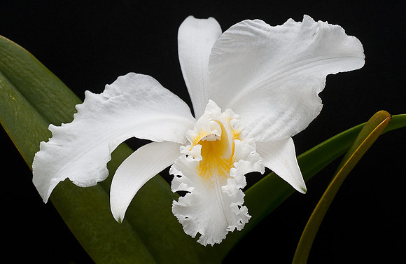 Cattleya mossiae var. alba