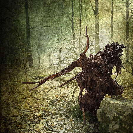 Forest-3