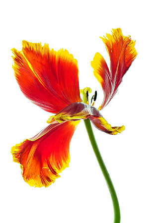 Flamboyant