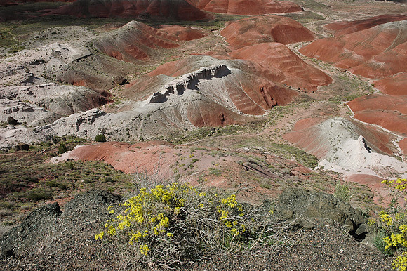 Petrified Forest