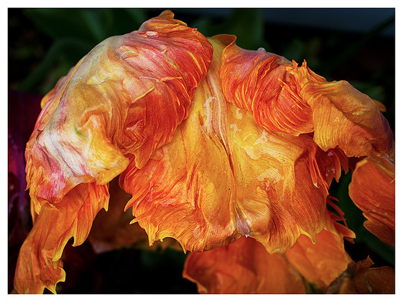 Orange Flame Tulip Back