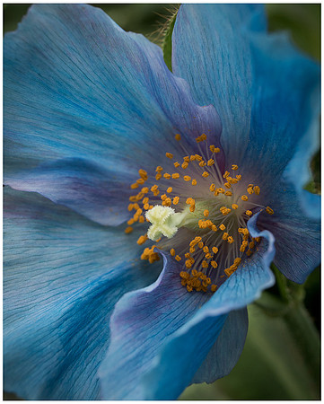 Blue Poppy Center 2