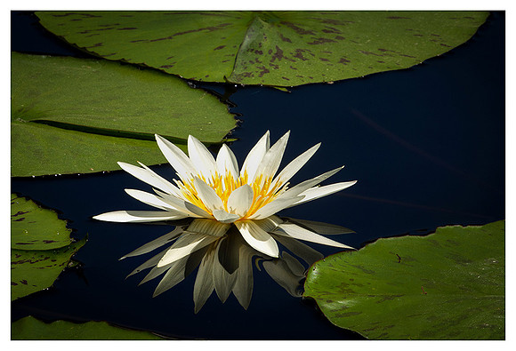 White Lily Reflected