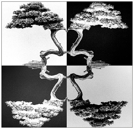 Bonsai Square