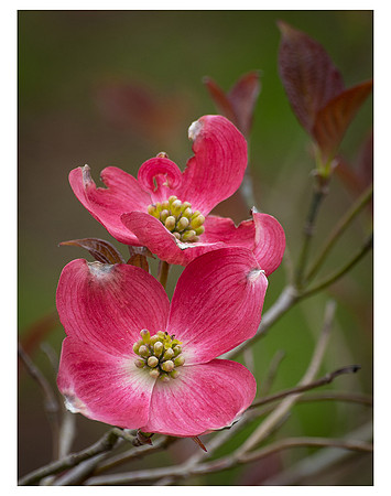 Red Dogwood 3