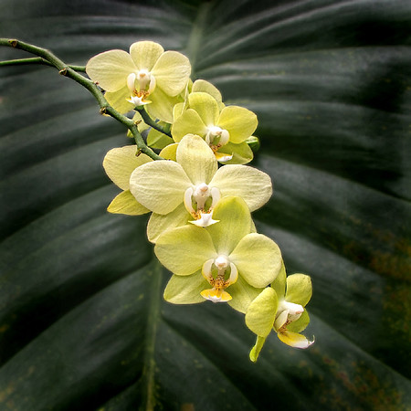 Yellow orchid
