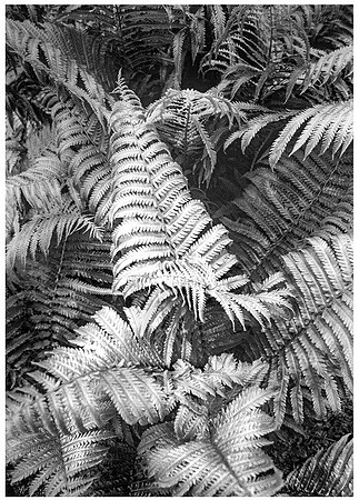 Eastern Hay-Scented Fern