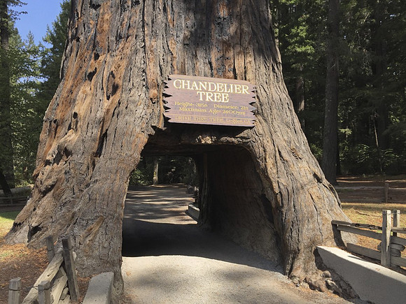Chandelier Tree