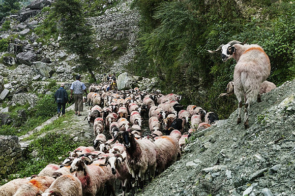 Marked Sheep