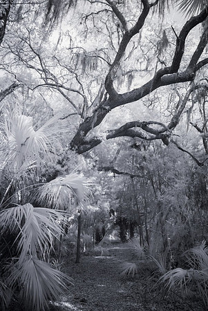 Cedar Key