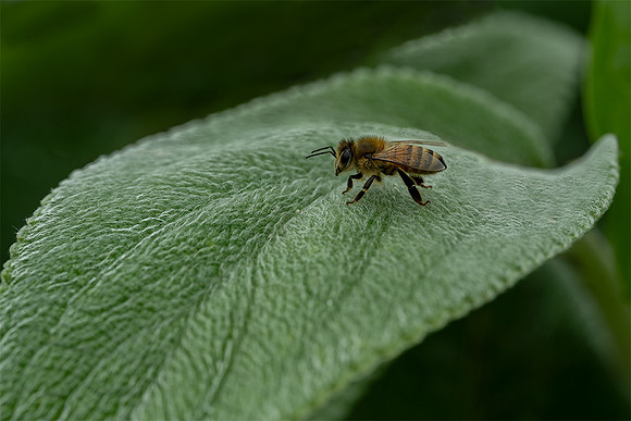 Soft Landing