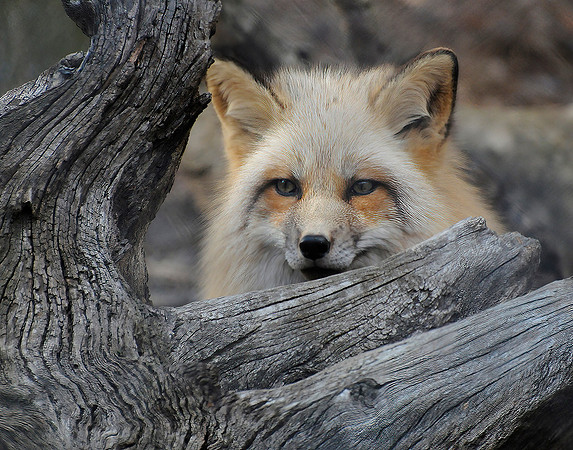 Shy Fox