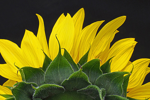 Sunflower Derriere