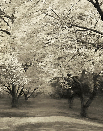 Cherry Blossom Park