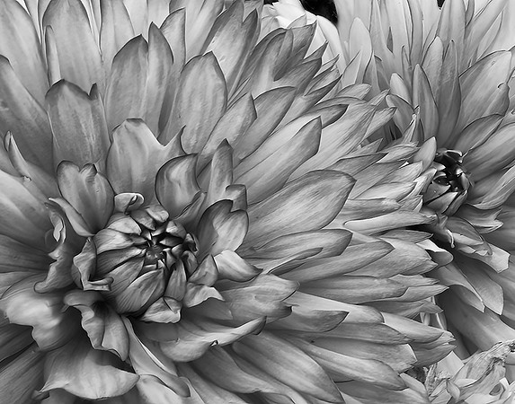 Dahlias