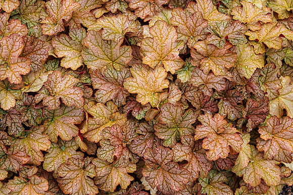 Coral Bells