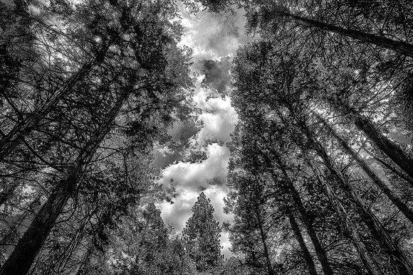Looking Up