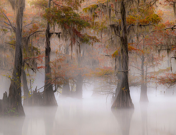 Swamp Cypress