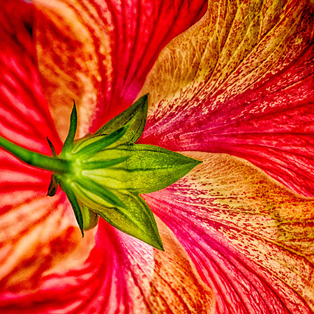 Hibiscus