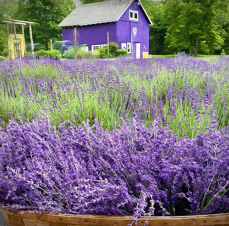 The Lavender Farm