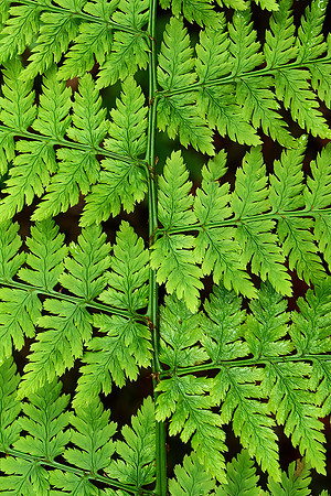 Ferns