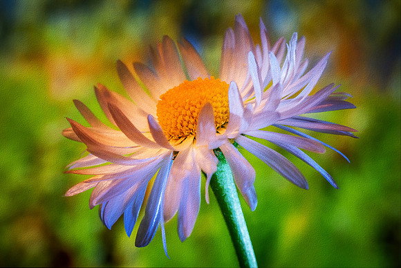 Light-Painted Flower