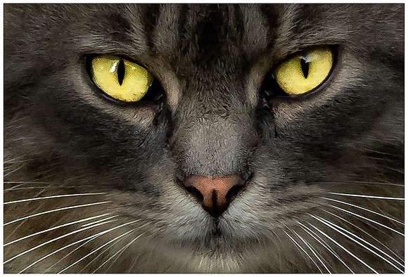 Cat Eyes