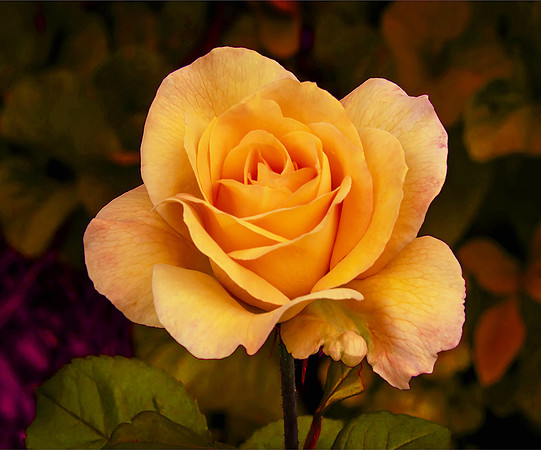 Orange Rose on Colored Background