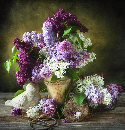 Lilac Dream