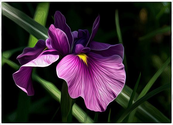 Deep Magenta Iris