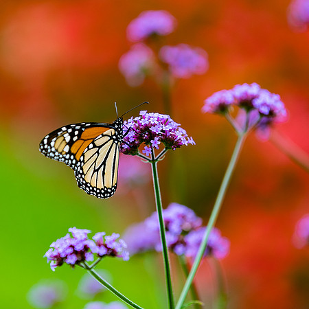 Mohonk Butterfly