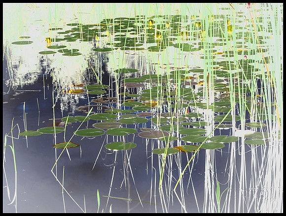 Pads on Pond