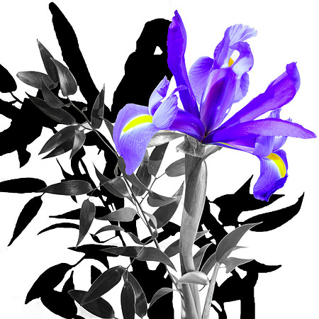 Flower Shadow Blue