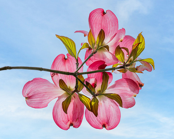 Dogwood Flowers