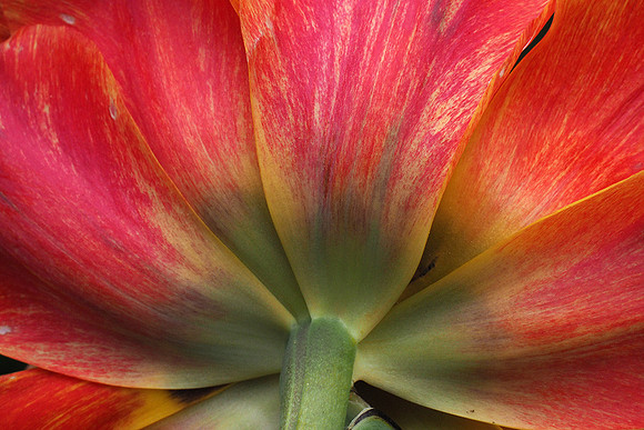Fallen Tulip